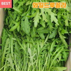 당일수확 산지직송 와일드 루꼴라 250g 500g 1kg 국산