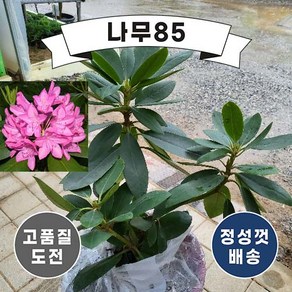 (나무85) 만병초 17cm 포트 로지움엘레강스, 1개