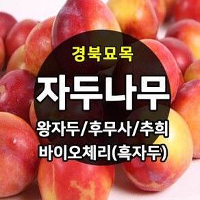 우수한 품종의 나무묘목 유실수 과실수 약용수 조경수 판매중, 자두나무, 1개