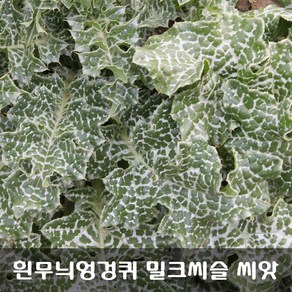 [해피플라워] 간 건강 실리마린이 들어 있는 서양 흰무늬엉겅퀴 밀크씨슬 씨앗 300립 / 봄 여름 파종 약초 종자, 1개