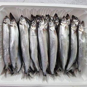 열빙어 알배기 시사모 1kg 50미 내외, 열빙어1kg(50미내외), 1개