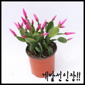 게발선인장 소/중 선인장 공기정화식물, 1개, 10cm 소형