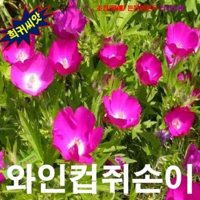 (희귀씨앗) 와인컵쥐손이(Puple Poppy Mallow) 10립, 1개