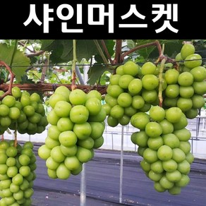 포도나무 묘목 (샤인머스켓) T자형 결실주(소) 분묘1개, 1개