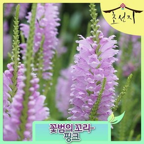 [초선지] 꽃범의 꼬리 Physostegia Obedient Plant포트묘, 꽃범의꼬리, 1개