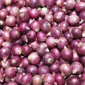 샬롯 (Shallot) 보라샬롯, 2kg, 1개