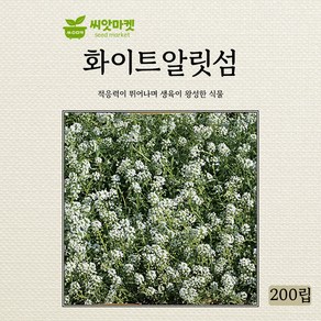 다농 아우브리에타 씨앗 200립, 1개