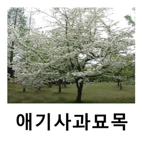 꽃사과나무 묘목 애기사과 실생2년 5주묶음, 1개