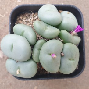 [수암다육] 코노피튬 페어소니 대형 랜덤발송 Conophytum pearsonii 랜덤발송 다육 다육이 다육식물 577 피어소니