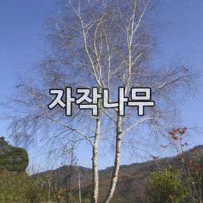 자작나무 묘목 실생2년 5주묶음, 1개