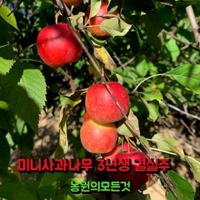 사과나무 묘목 4년생 (결실주) 루비에스 미니사과나무, 1개