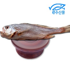 마산어시장 말린 반건조생선 제수용 침조기 대 34cm 긴가이석태 황민어 굴비 제사용 생선, 침조기중대37cm, 1개