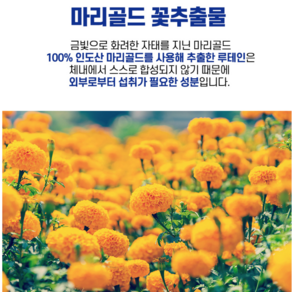 2+1 인도산 마리골드추출 루테인 눈건강 망막 황반 총3개월분, 3개, 30정