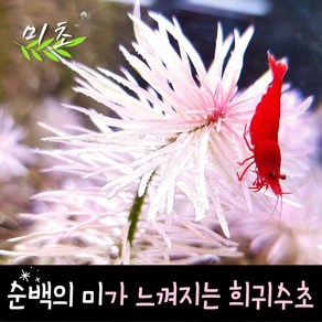 [미초] 루드위지아 먼치킨 슈퍼화이트 수초 1촉 / 중후경 수초 / 레이아웃 / 어항 수초