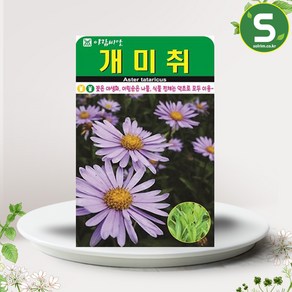 솔림텃밭몰 개미취씨앗 100립 개미취 꽃씨앗 꽃씨 야생화, 1개