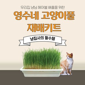 고양이 풀 캣그라스 캣닢 캣잎 재배기 세트 캣닢 보리 밀 3종 대용량 세트상품, 1개