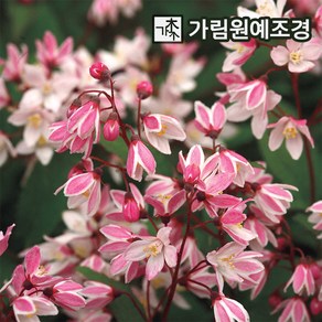 말발도리 유키체리블러썸 6치 개화주 꽃나무 가림원예조경, 1개