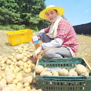 2023년 국내산 햇감자 감자 수미감자, 가우 수미감자 (대/찜용 요리용), 2.5kg, 1개