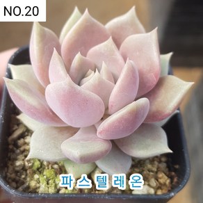 다육식물- 희귀 다육 100가지 모아보기, [NO. 20] 5.5cm 포트, 1개