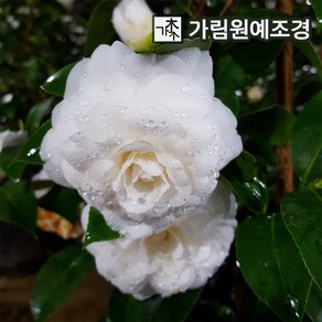 동백나무 백동백 8치화분 동백꽃 묘목 가림원예조경, 1개