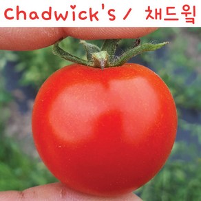 채드윜 Chadwick's Chey 달콤한방울토마토 희귀토마토 교육용 체험용세트, 1개