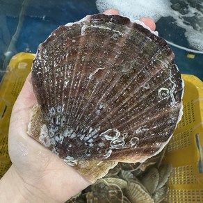 영롱한수산 알이 통통한 제철 대왕 참가리비 1kg, 1개