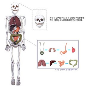 인체골격모형(장기)만들기(60cm) KC인증제품, 1개