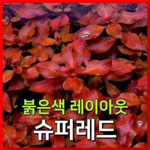 [수초농부] 루드위지아 슈퍼레드 붉은 수초 레이아웃, 12개