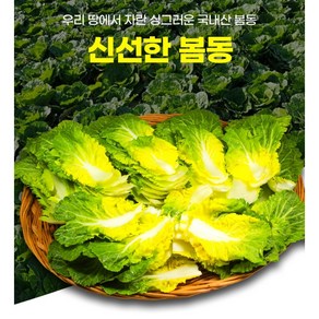 진도 해풍맞은 달달한 봄동 겉절이 알배기, 1개, 2kg