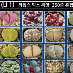 리톱스 나라 씨앗, (LI 1) 리톱스 믹스 씨앗 400립, 1개