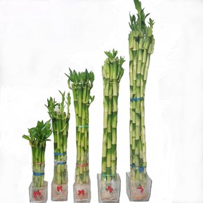 트리앤 개운죽 100cm (10ea) 1개