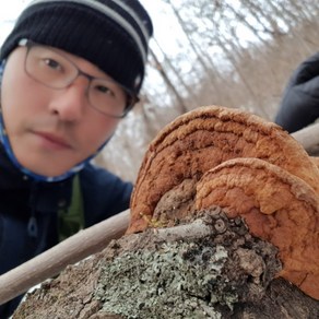 상황버섯 국내자연산 (갓상황) 강원도 고산 채취 재배아님, 편상황버섯 100g, 1개