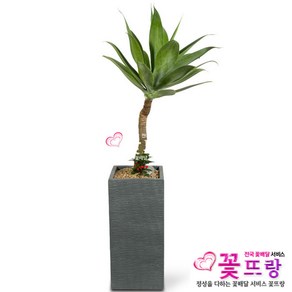 아가베 아테누아타 개업선물/공기정화식물/관엽식물, 1개