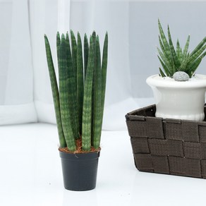 아침향기 실내 공기정화식물 스투키, 스투키20cm (10촉), 1개