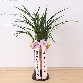 다덴다플라워 동양난 서양난 선물 축하 승진 이사, 04.동양난 철골소심, 1개
