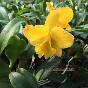 재희난 [재희난] 카틀레야 '카멜라' (Pot.Fee spiit 'Camela'), 1개