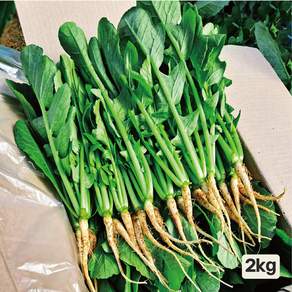 채소한 포천 어린열무 싱싱 국내산 수확, 2kg, 1개