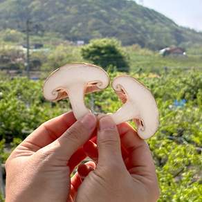 생표고버섯 1kg 실속형, 1개