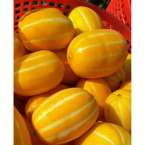 산지직송 성주 꿀 참외 못난이 제철 과일 직거래 2kg 5kg 꼬마 소과 중대과 가정용 선물세트 선물용, 1kg(랜덤과 3-8과), 1박스
