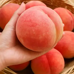 [최상품] 초고당도 백도복숭아 딱딱이복숭아, 1개, 1kg (중소과)