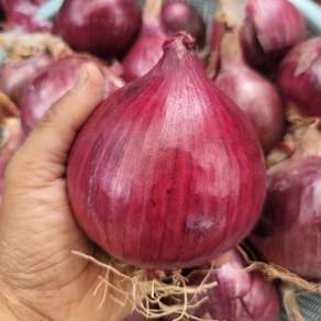 (광평) 25년 무안 햇 자색양파 3kg 5kg 10kg 중대혼합 산지직송, 1개, 자색양파 중대혼합 3Kg