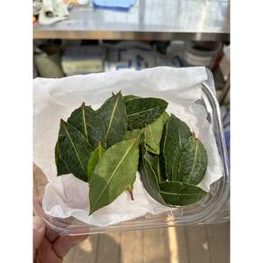 [원평허브농원] 월계수 생잎 50장, 1개, 10g