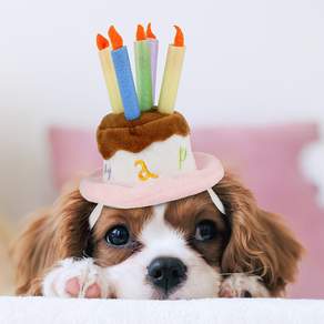 PETLESO 개 생일 모자 개 고양이 파티 의상을위한 촛불이있는 애완 동물 생일 케이크 모자 분홍색, 1개