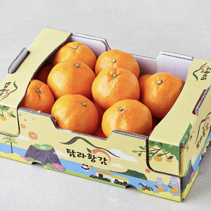 탐라황감 당도선별 10bix 감귤, 2kg(대과), 1개