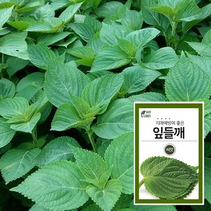 마이플랜트 잎들깨 씨앗, 1개