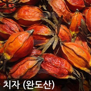 국내산 치자 1개 백원대 국산 완도산 통치자, 치자30알, 1g