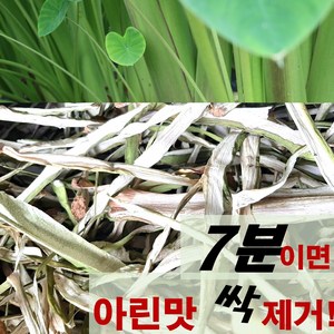 엔젤농장 유기농 국산 건토란대 말린토란대, 1개, 100g