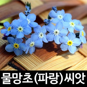 파랑 물망초 씨앗 꽃씨 꽃씨앗 100알, 1개