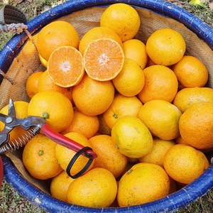 제주 효돈 위미 노지귤 로얄과 3kg 5kg 10kg, 노지귤 10kg SML혼합 (120과 내외), 1개