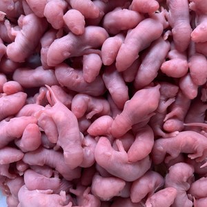 20마리 단위로 주문가능 핑키 뱀먹이 냉동쥐 냉동마우스, 2g, 1개